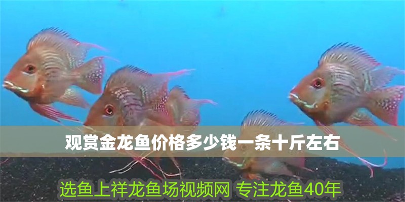 觀賞金龍魚價格多少錢一條十斤左右