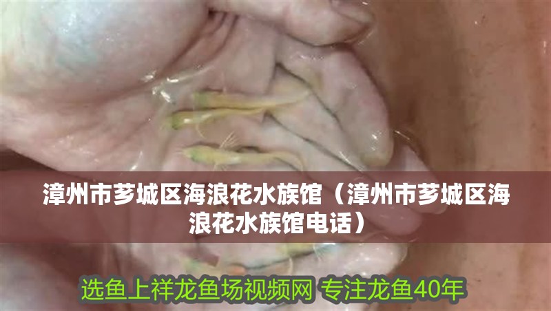 漳州市薌城區海浪花水族館（漳州市薌城區海浪花水族館電話）