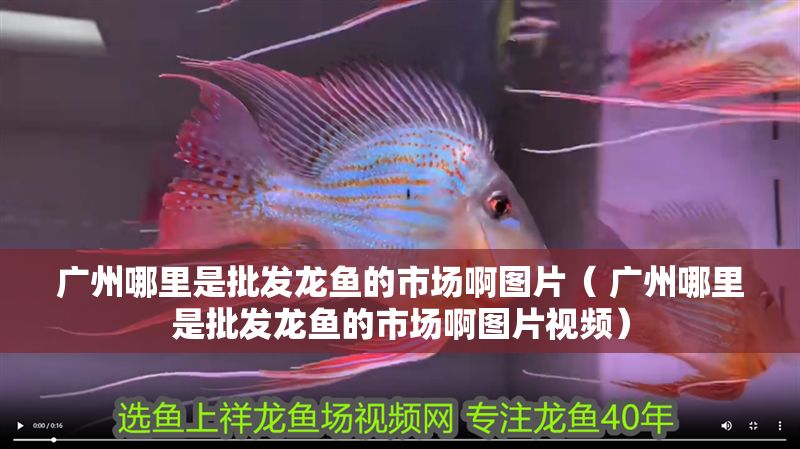 廣州哪里是批發龍魚的市場啊圖片（ 廣州哪里是批發龍魚的市場啊圖片視頻） 廣州哪里是批發龍魚的市場啊圖片（ 廣州哪里是批發龍魚的市場啊圖片視頻） 元寶鳳凰魚百科 第1張
