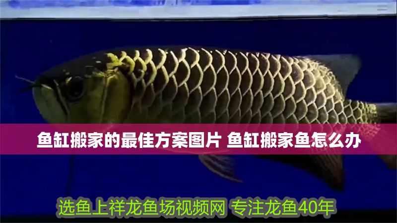 魚缸搬家的最佳方案圖片 魚缸搬家魚怎么辦 魚缸搬家的最佳方案圖片 魚缸搬家魚怎么辦 錦鯉魚百科 第1張