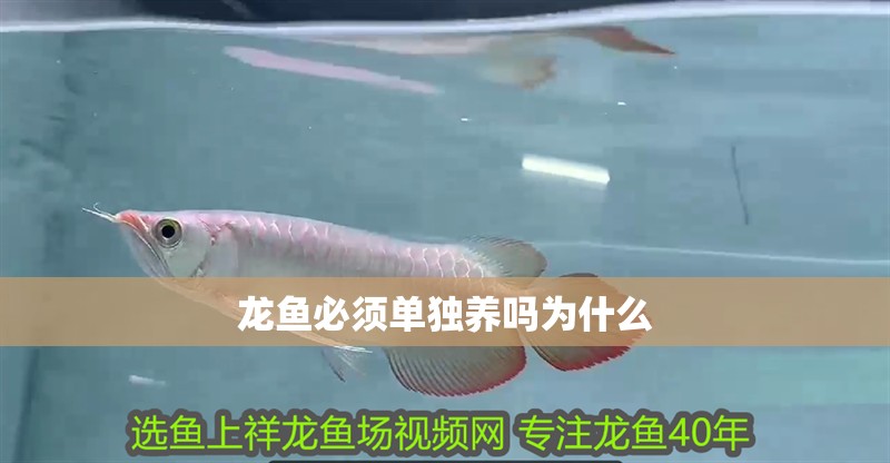 龍魚必須單獨養嗎為什么