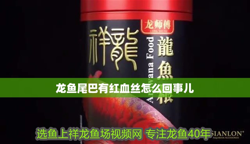 龍魚尾巴有紅血絲怎么回事兒