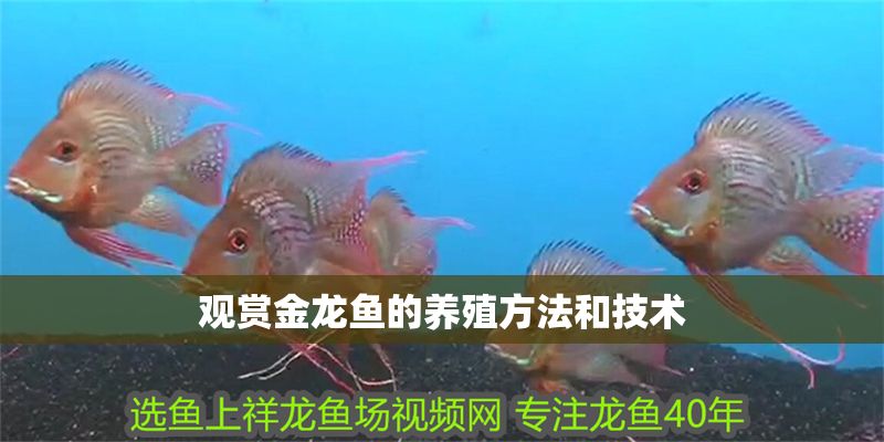 觀賞金龍魚(yú)的養(yǎng)殖方法和技術(shù)