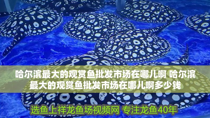 哈爾濱最大的觀賞魚批發市場在哪兒啊 哈爾濱最大的觀賞魚批發市場在哪兒啊多少錢