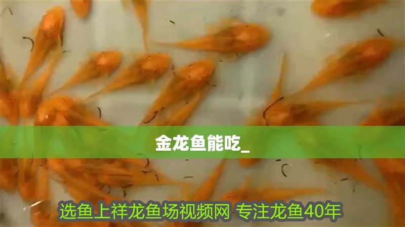 金龍魚能吃_