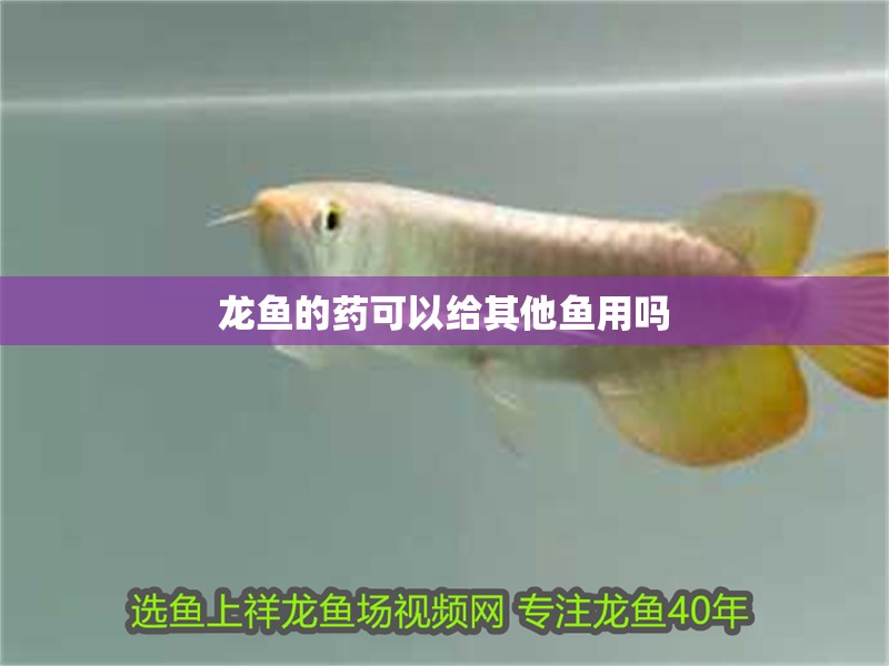 龍魚的藥可以給其他魚用嗎