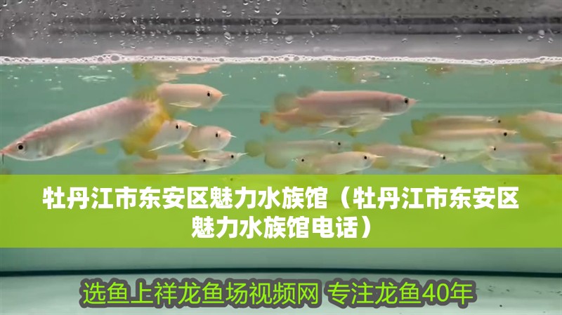 牡丹江市東安區魅力水族館（牡丹江市東安區魅力水族館電話）