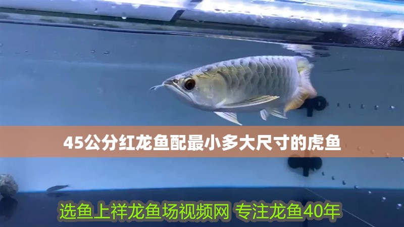 45公分紅龍魚配最小多大尺寸的虎魚