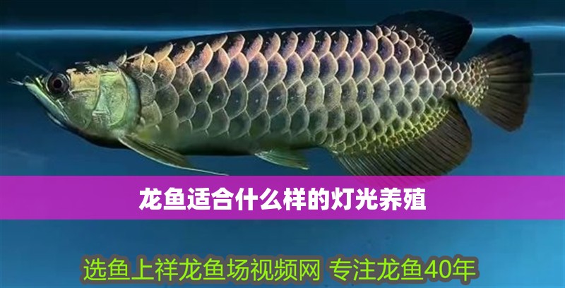 龍魚適合什么樣的燈光養殖 龍魚適合什么樣的燈光養殖 龍魚百科 第3張