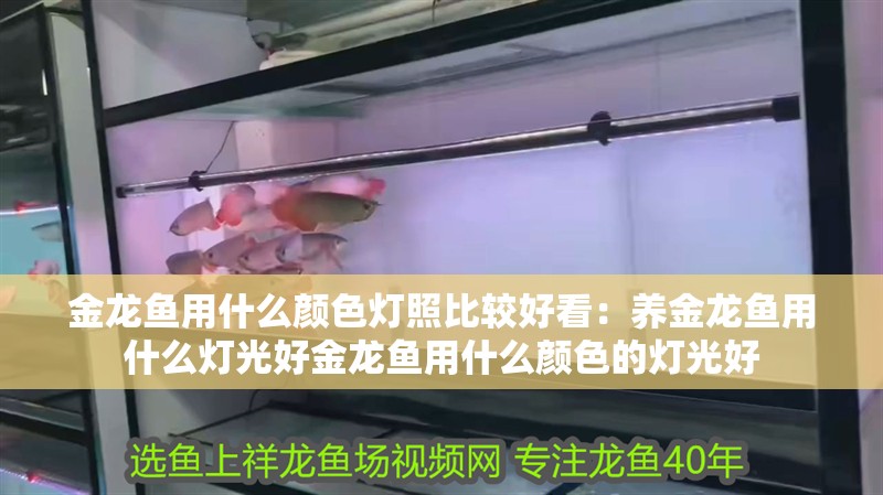 金龍魚用什么顏色燈照比較好看：養金龍魚用什么燈光好金龍魚用什么顏色的燈光好