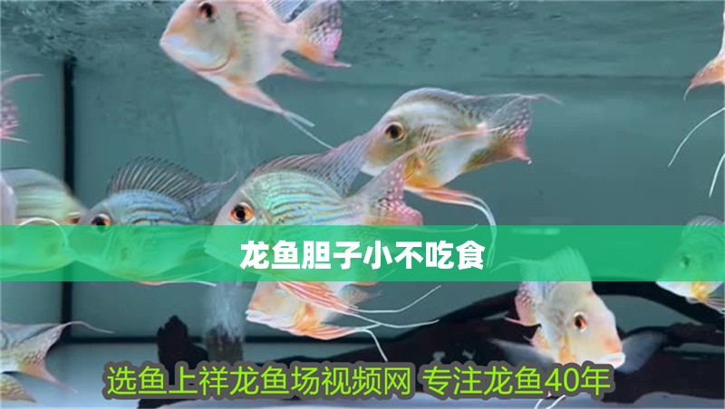 龍魚膽子小不吃食