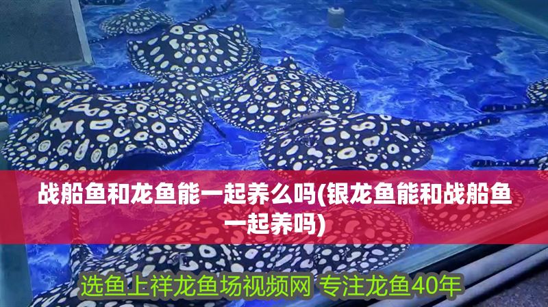 戰船魚和龍魚能一起養么嗎(銀龍魚能和戰船魚一起養嗎)
