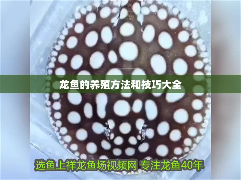 龍魚的養殖方法和技巧大全