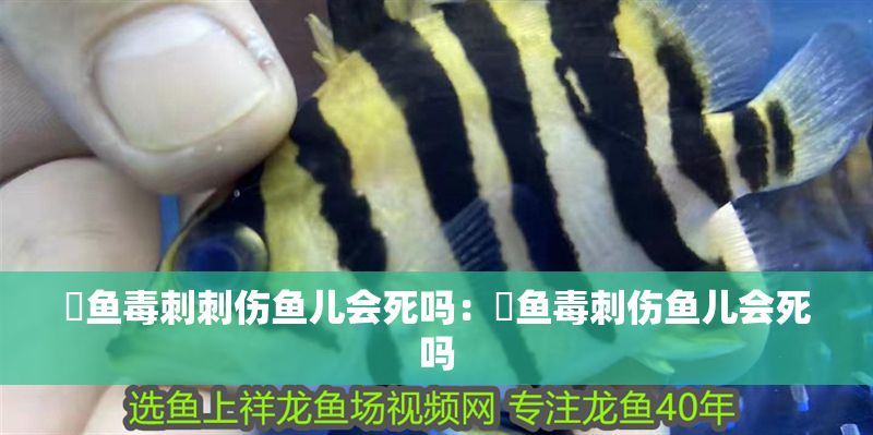 魟魚毒刺刺傷魚兒會死嗎：魟魚毒刺傷魚兒會死嗎