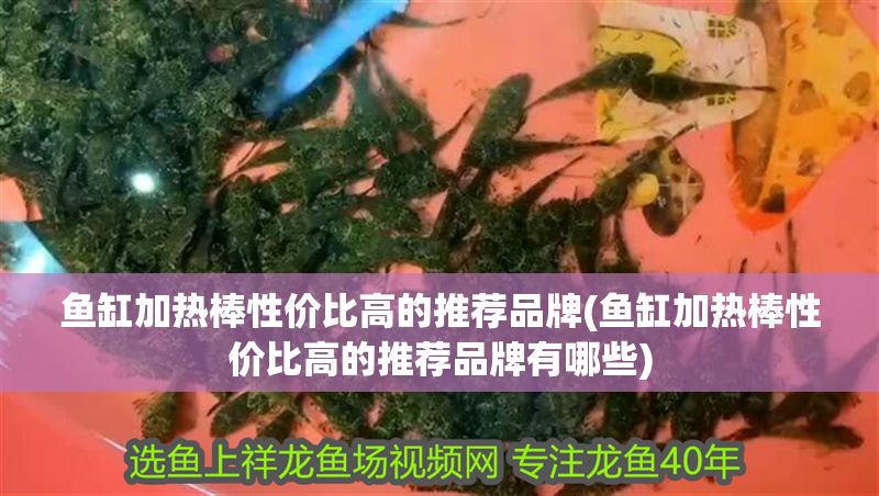 魚缸加熱棒性價比高的推薦品牌(魚缸加熱棒性價比高的推薦品牌有哪些)