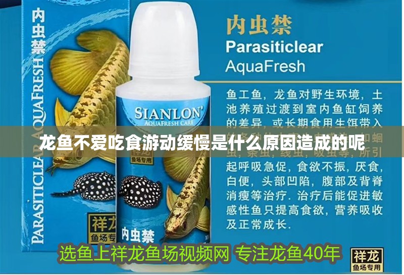 龍魚不愛吃食游動緩慢是什么原因造成的呢