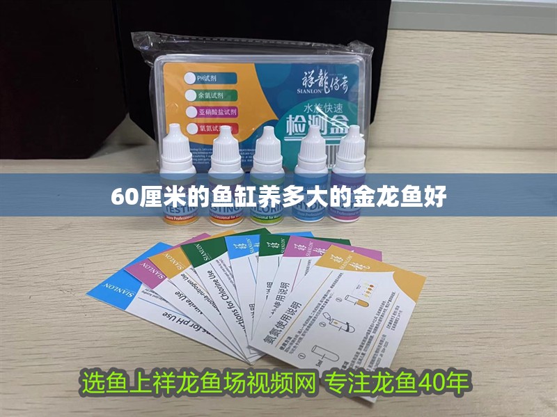 60厘米的魚缸養(yǎng)多大的金龍魚好
