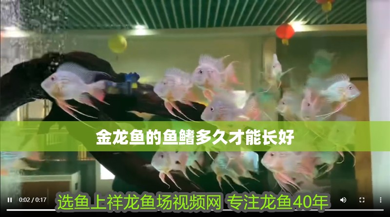 金龍魚的魚鰭多久才能長好