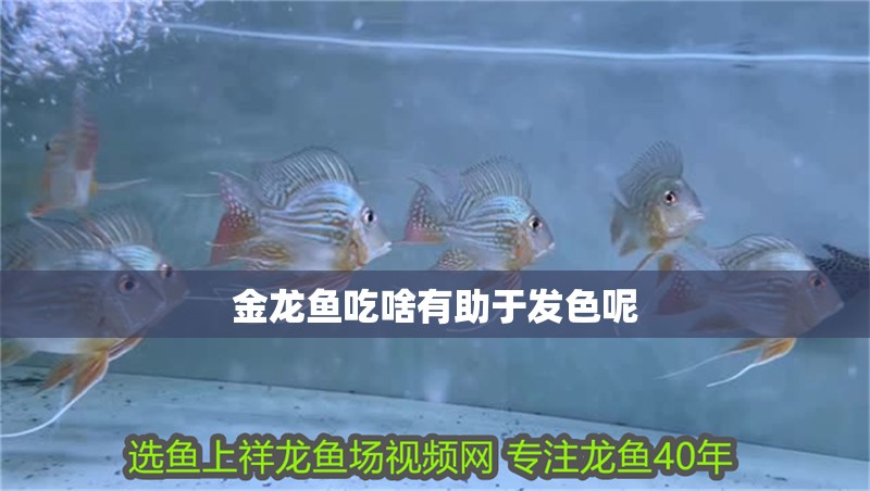 金龍魚吃啥有助于發(fā)色呢