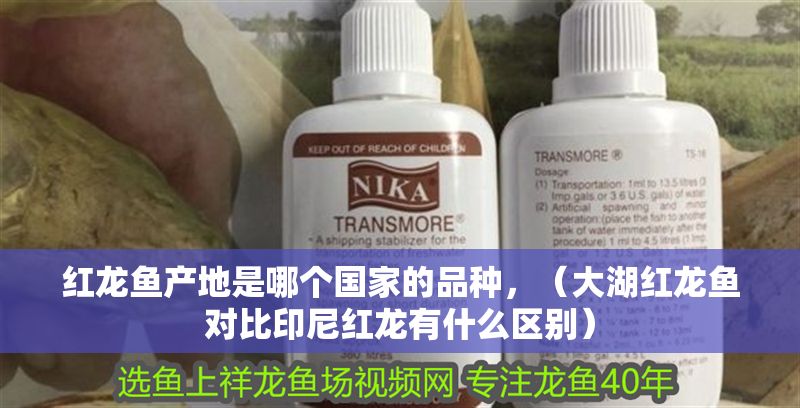 紅龍魚產地是哪個國家的品種，（大湖紅龍魚對比印尼紅龍有什么區別） 紅龍魚產地是哪個國家的品種，（大湖紅龍魚對比印尼紅龍有什么區別） 大湖紅龍魚百科 第1張