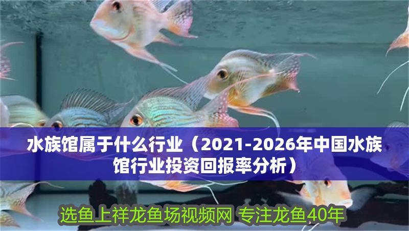 水族館屬于什么行業(yè)（2021-2026年中國(guó)水族館行業(yè)投資回報(bào)率分析）