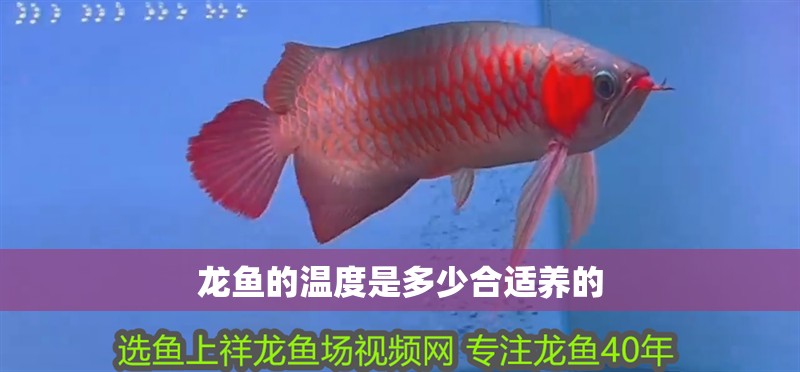 龍魚的溫度是多少合適養的 龍魚的溫度是多少合適養的 龍魚百科 第2張