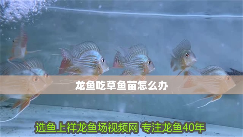 龍魚吃草魚苗怎么辦