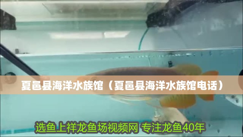 夏邑縣海洋水族館（夏邑縣海洋水族館電話）