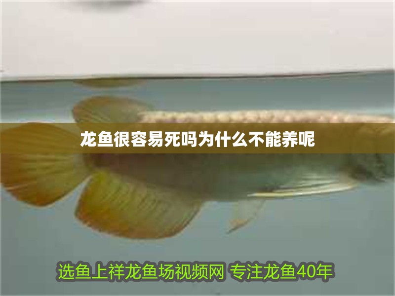 龍魚很容易死嗎為什么不能養(yǎng)呢 龍魚百科 第2張 龍魚很容易死嗎為什么不能養(yǎng)呢 龍魚很容易死嗎為什么不能養(yǎng)呢 龍魚百科 第2張