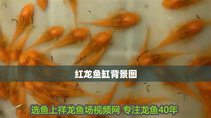 紅龍魚(yú)缸背景圖