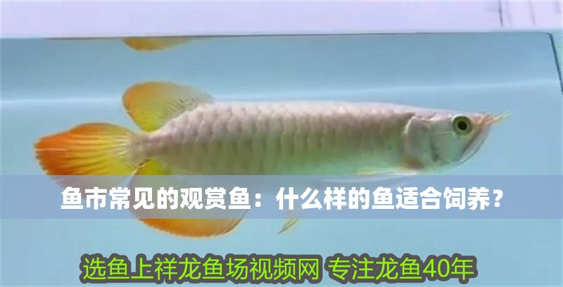 魚市常見的觀賞魚：什么樣的魚適合飼養？