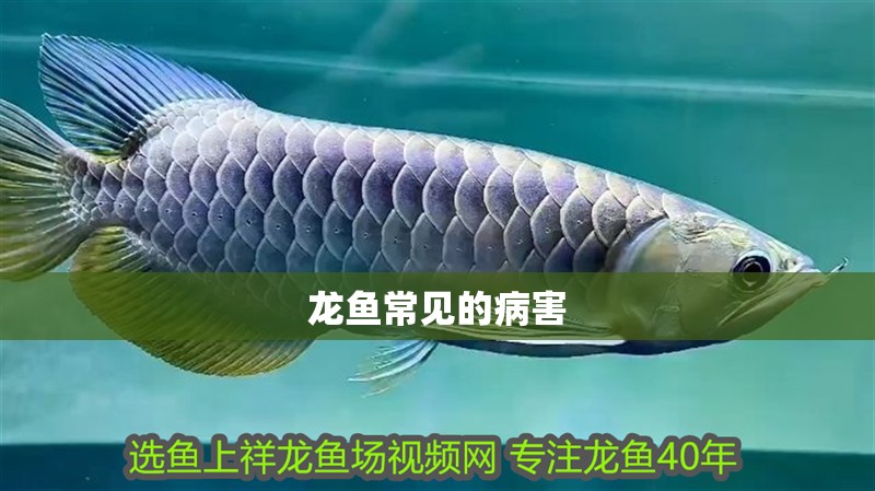 龍魚常見的病害 龍魚常見的病害 龍魚百科 第2張