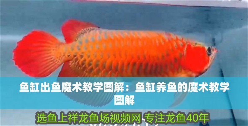 魚缸出魚魔術教學圖解：魚缸養魚的魔術教學圖解
