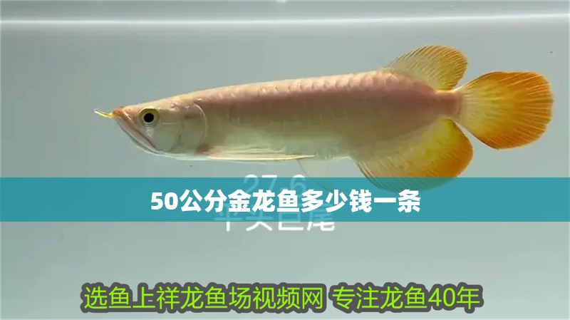 50公分金龍魚多少錢一條