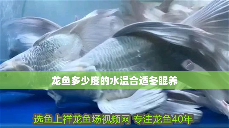龍魚多少度的水溫合適冬眠養