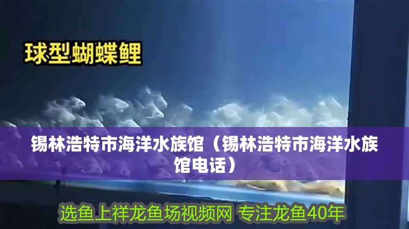 錫林浩特市海洋水族館(錫林浩特市海洋水族館電話) 全國水族館企業名錄 第2張 錫林浩特市海洋水族館(錫林浩特市海洋水族館電話) 錫林浩特市海洋水族館(錫林浩特市海洋水族館電話) 全國水族館企業名錄 第2張