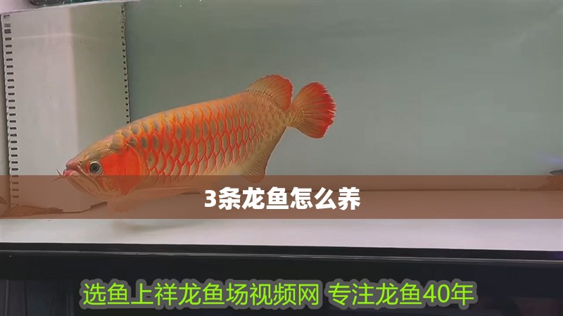 3條龍魚怎么養(yǎng)