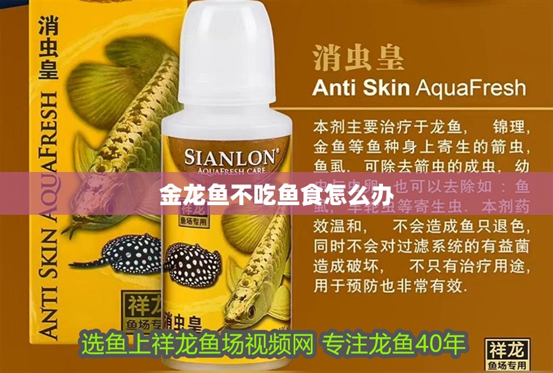 金龍魚不吃魚食怎么辦