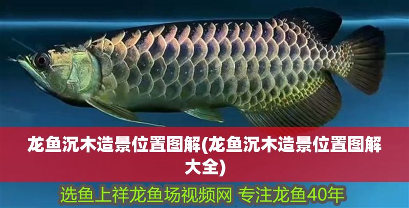 龍魚沉木造景位置圖解(龍魚沉木造景位置圖解大全)