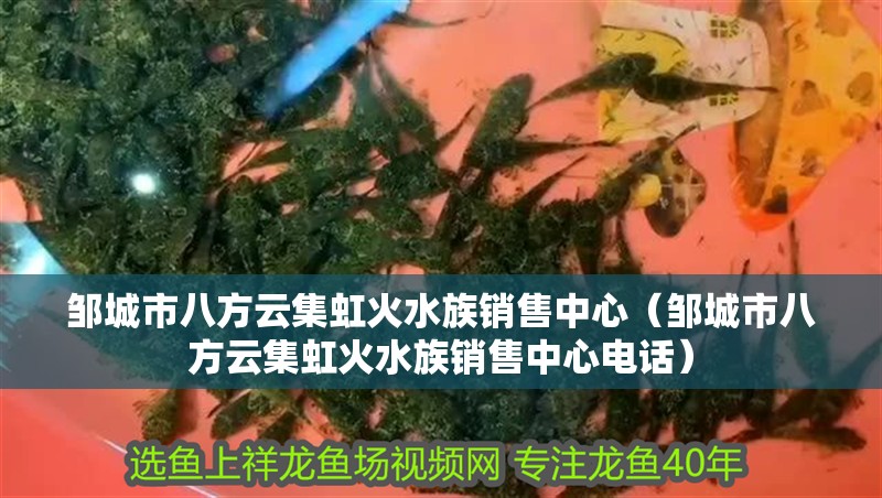 鄒城市八方云集虹火水族銷售中心(鄒城市八方云集虹火水族銷售中心電話) 全國水族館企業名錄 第2張 鄒城市八方云集虹火水族銷售中心(鄒城市八方云集虹火水族銷售中心電話) 鄒城市八方云集虹火水族銷售中心(鄒城市八方云集虹火水族銷售中心電話) 全國水族館企業名錄 第2張