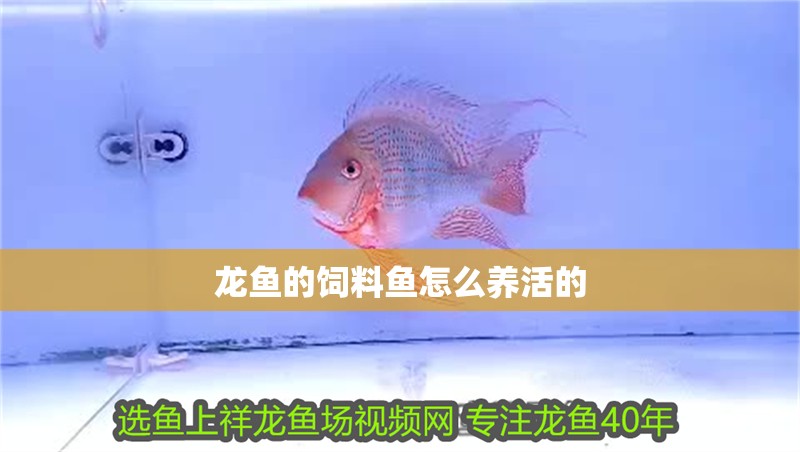 龍魚的飼料魚怎么養活的