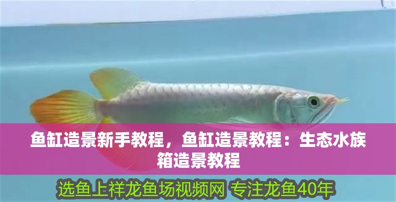 魚缸造景新手教程，魚缸造景教程：生態(tài)水族箱造景教程 魚缸造景新手教程，魚缸造景教程：生態(tài)水族箱造景教程 魚缸百科