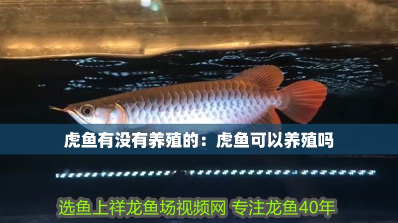 虎魚有沒有養殖的：虎魚可以養殖嗎