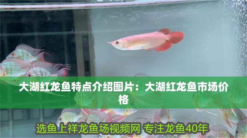 詳細(xì)閱讀:大湖紅龍魚(yú)特點(diǎn)介紹圖片:大湖紅龍魚(yú)市場(chǎng)價(jià)格 大湖紅龍魚(yú)特點(diǎn)介紹圖片:大湖紅龍魚(yú)市場(chǎng)價(jià)格