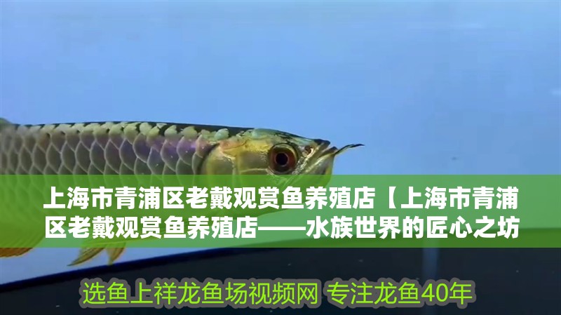 魚缸造景先放沙還是先放水(魚缸造景先鋪沙還是先放石頭) 上海市青浦區(qū)老戴觀賞魚養(yǎng)殖店【上海市青浦區(qū)老戴觀賞魚養(yǎng)殖店——水族世界的匠心之坊】 全國水族館企業(yè)名錄 上海市青浦區(qū)老戴觀賞魚養(yǎng)殖店【上海市青浦區(qū)老戴觀賞魚養(yǎng)殖店——水族世界的匠心之坊】 上海市青浦區(qū)老戴觀賞魚養(yǎng)殖店【上海市青浦區(qū)老戴觀賞魚養(yǎng)殖店——水族世界的匠心之坊】 全國水族館企業(yè)名錄