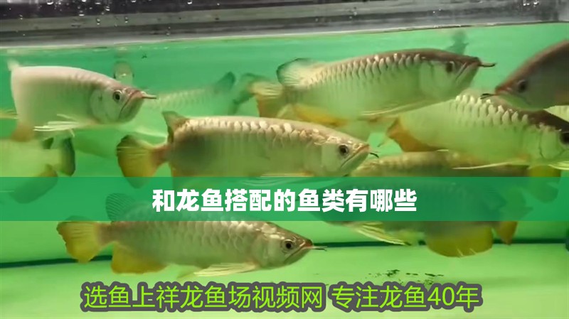 和龍魚搭配的魚類有哪些 和龍魚搭配的魚類有哪些 龍魚百科 第2張