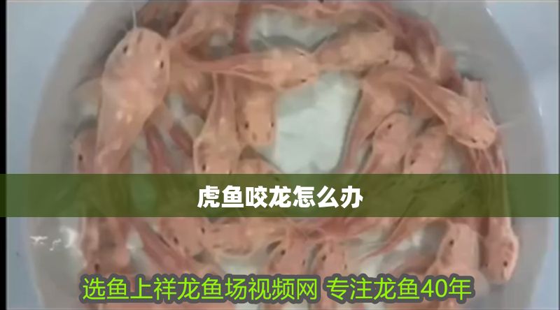 虎魚咬龍怎么辦