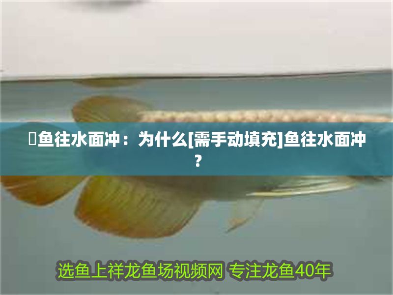 魟魚往水面沖：為什么[需手動填充]魚往水面沖？