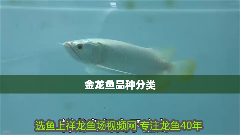 金龍魚品種分類 金龍魚品種分類 龍魚百科 第2張