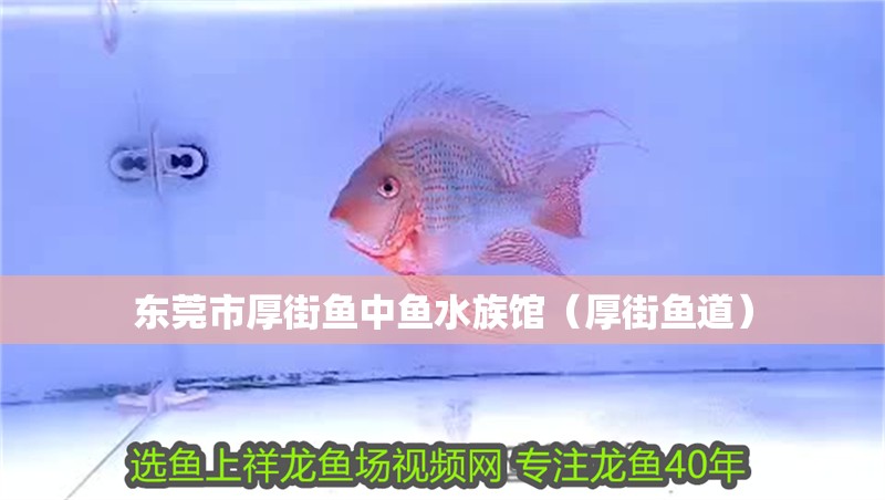 東莞市厚街魚中魚水族館（厚街魚道） 東莞市厚街魚中魚水族館（厚街魚道） 全國水族館企業(yè)名錄 第2張